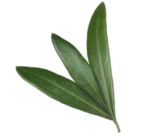 slider leaf 3